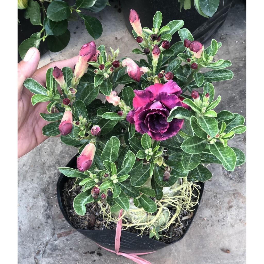 Chậu sứ Thái bông kép gốc to ST14