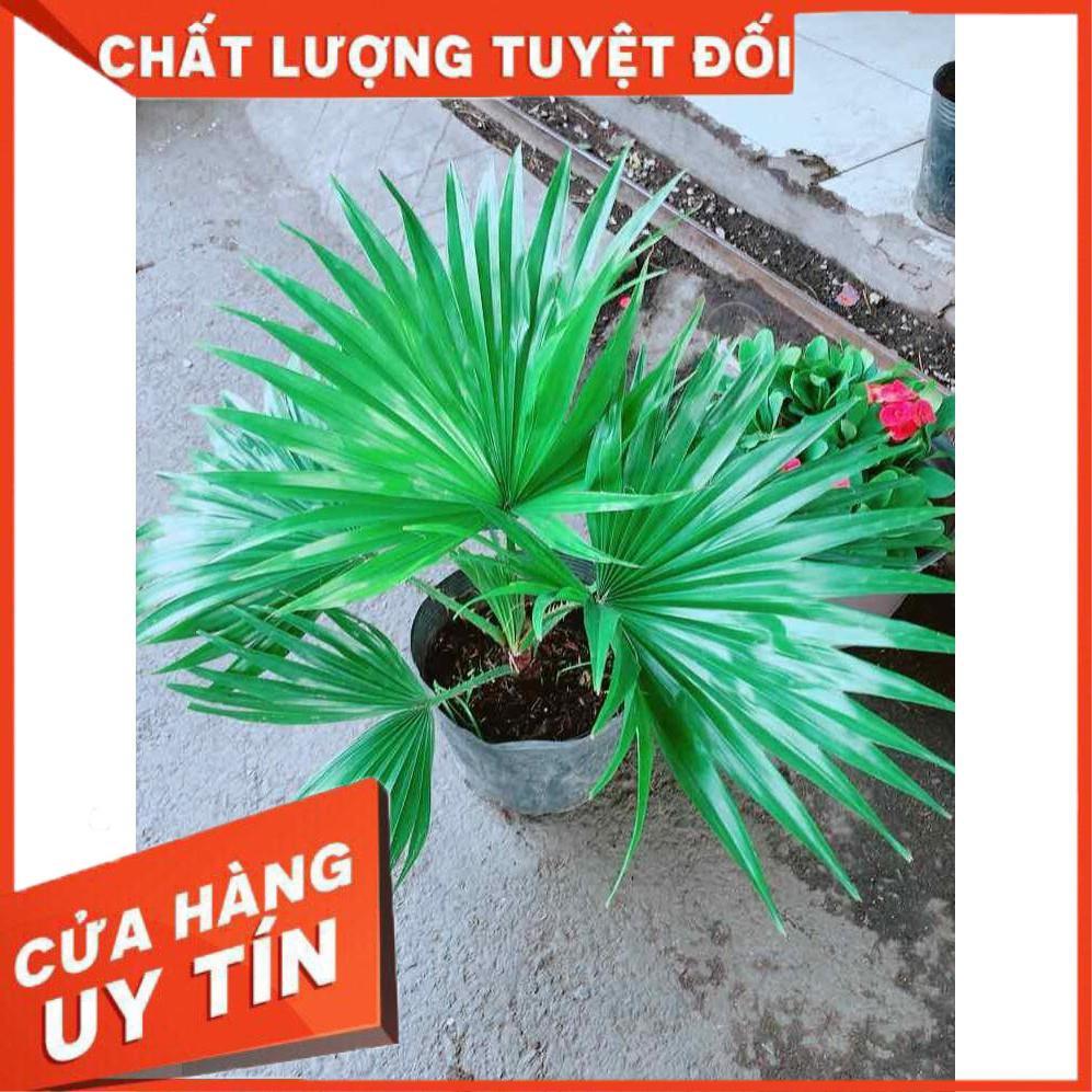 Chậu Cọ Kiểng Nhiều Người Mua