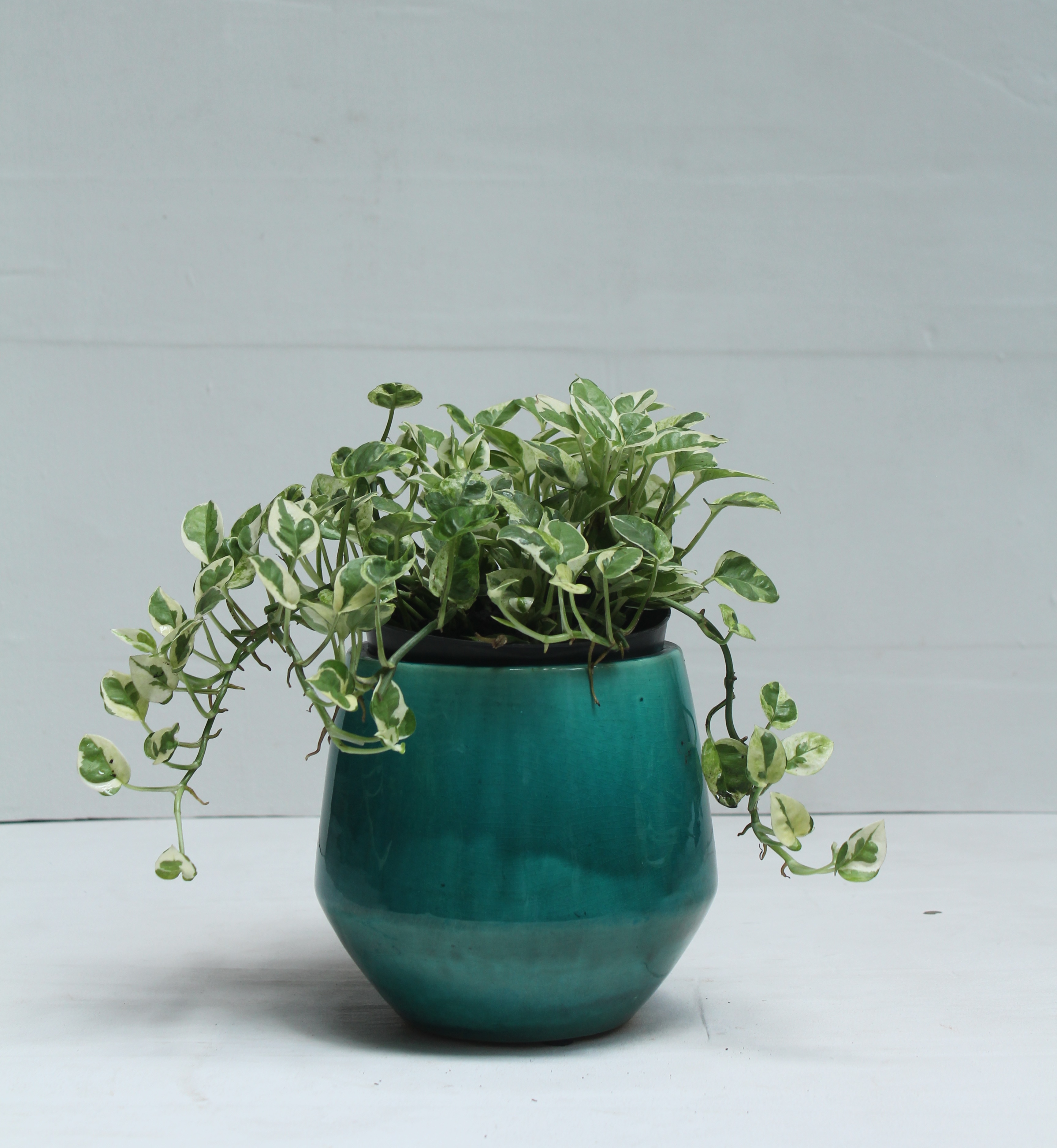 Chậu gốm và cây cảnh