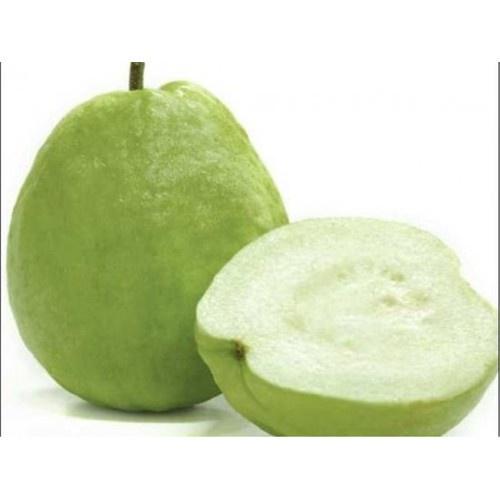 CÂY GIỐNG ỔI KHÔNG HẠT SIÊU NGON