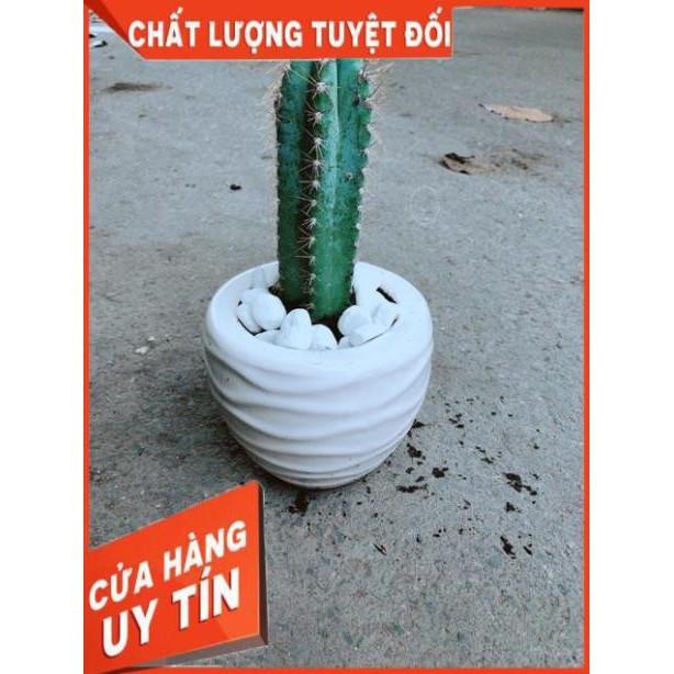 Chậu Xương Rồng Trụ