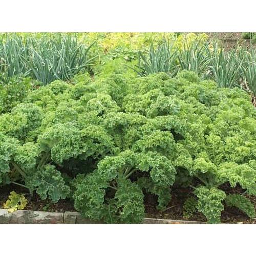 Hạt Giống Rau Cải Xoăn Xanh  -