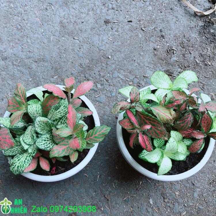 Combo 2 Chậu Cây Cẩm Nhung