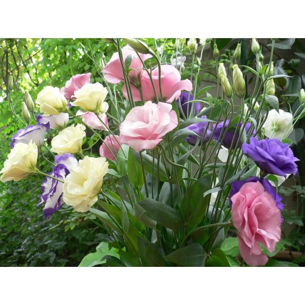 Hạt giống hoa Cát tường nhiều màu dễ trồng Lisianthus seeds