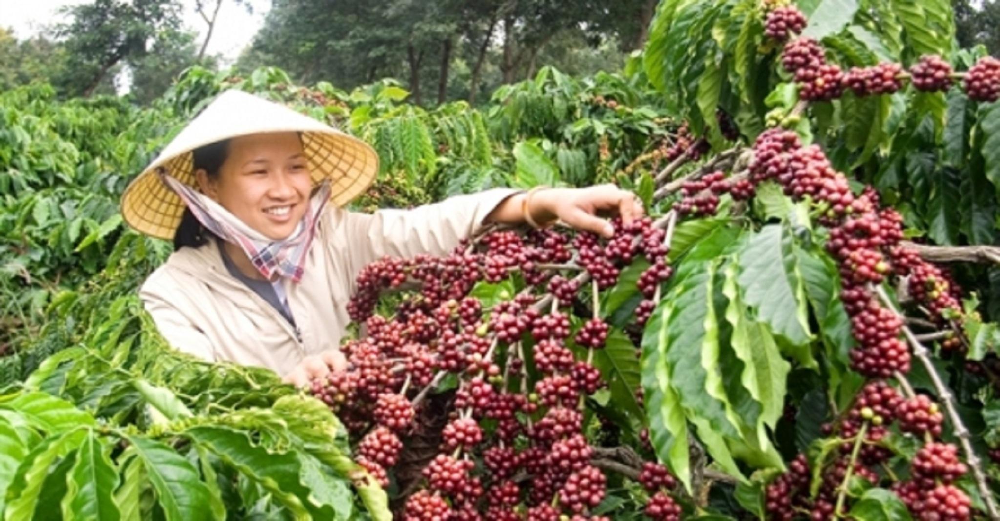 200 GRAM Hạt giống Cà Phê VỐI CAO SẢN Lá Xoài - HẠT TUYỂN CHỌN TỪ CÂY MẸ.