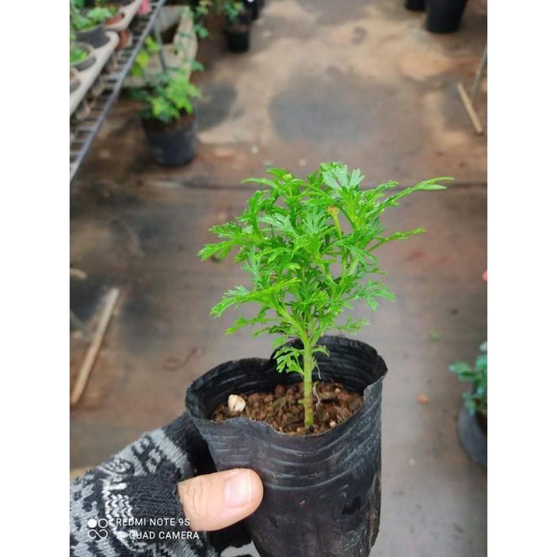 Cúc hoạ mi vàng cánh kép