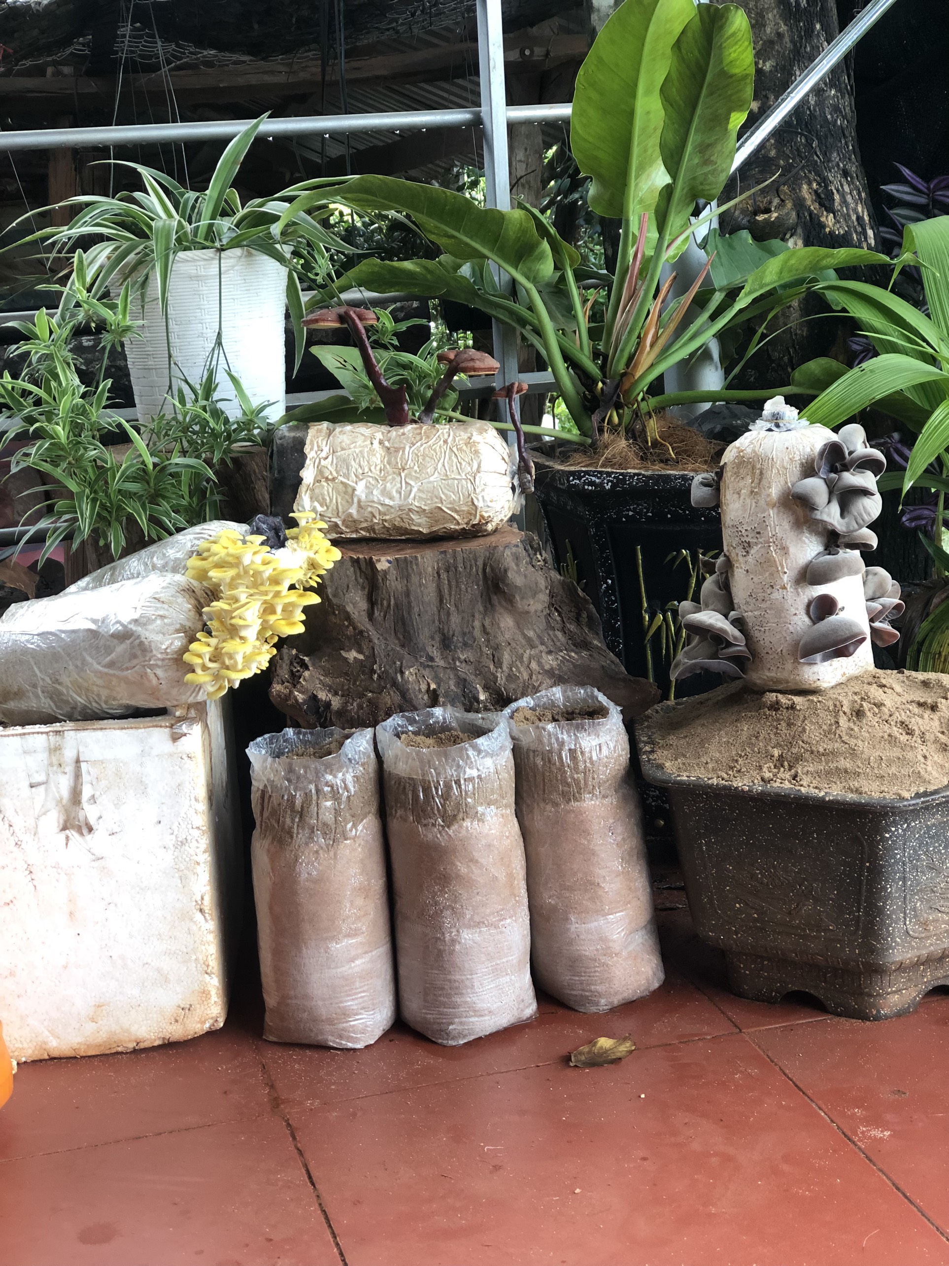 Kiện hàng 06 phôi nấm hoàng kim cao cấp