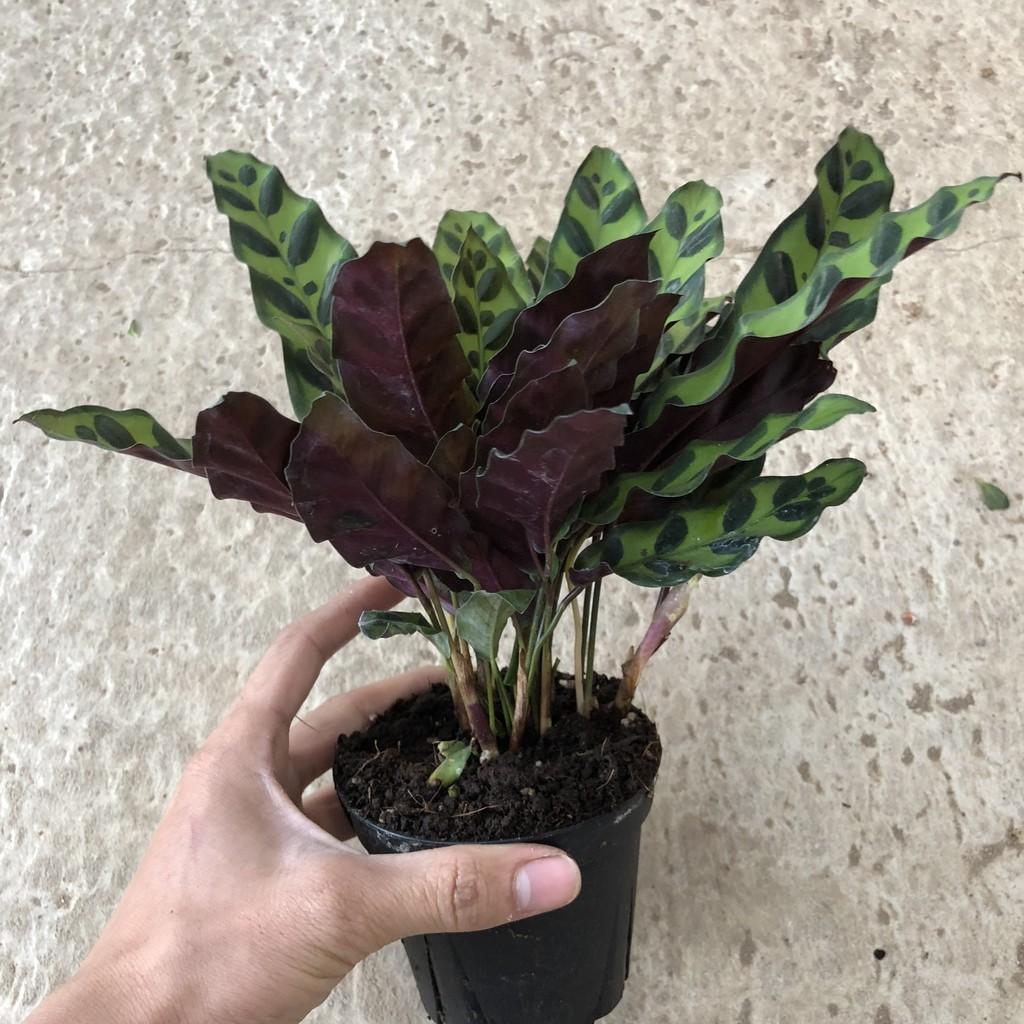 Cây đuôi công lá dài, chiều cao cây 15-20cm lá thuôn dài cực đẹp dễ dàng chăm sóc, thích hợp trang trí sân vườn nội thất
