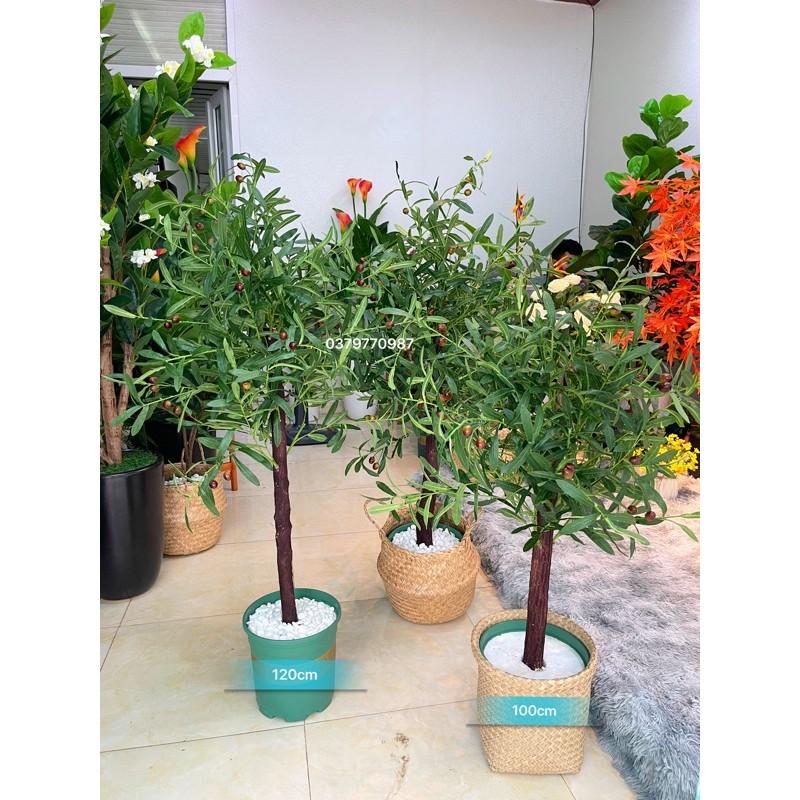 Cây Oliu, ô Liu giả decor trang trí thân gỗ