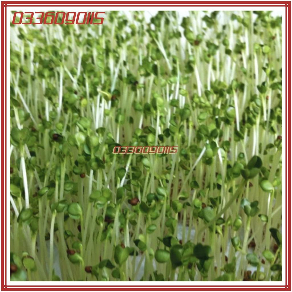 50g Hạt rau mầm rau cải ngọt Xanh - Hạt chất lượng tuyển chọn loại 1