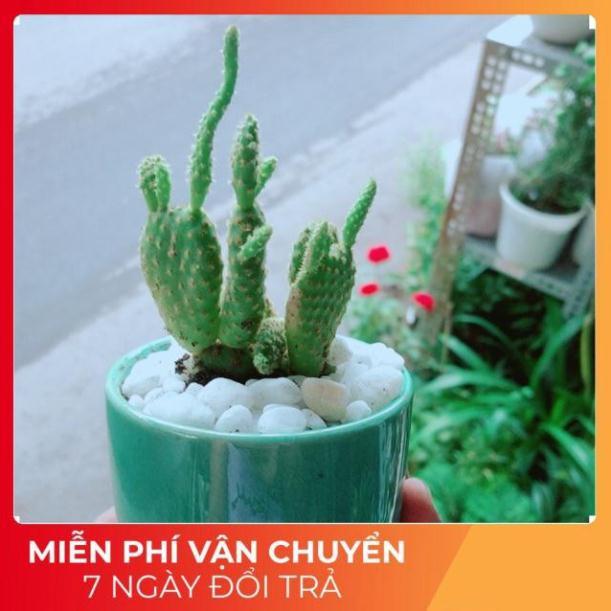 Chậu Xương Rồng Tai Thỏ