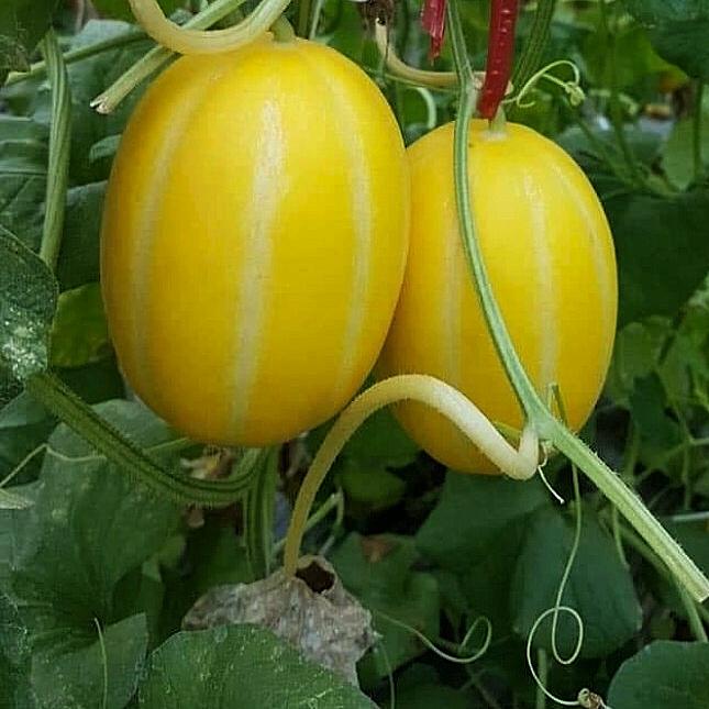 Hạt giống Dưa Lê Hàn Quốc gói 5 hạt