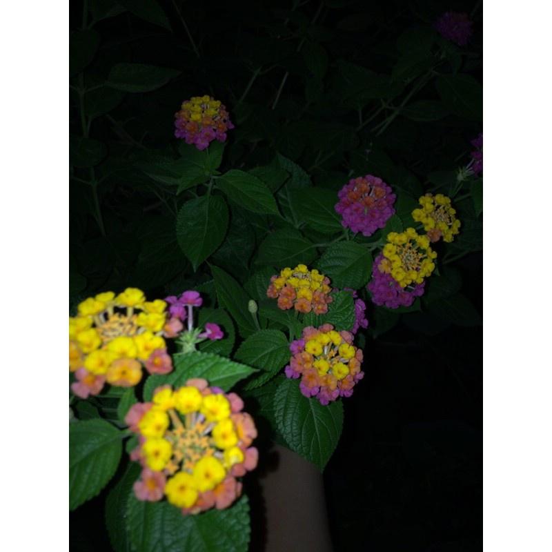 Cây hoa ngũ sắc vàng- cây giống