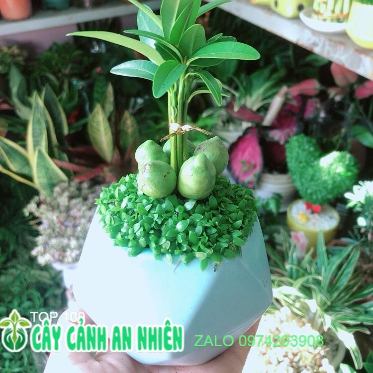 Chậu Cây May Mắn Tài Lộc