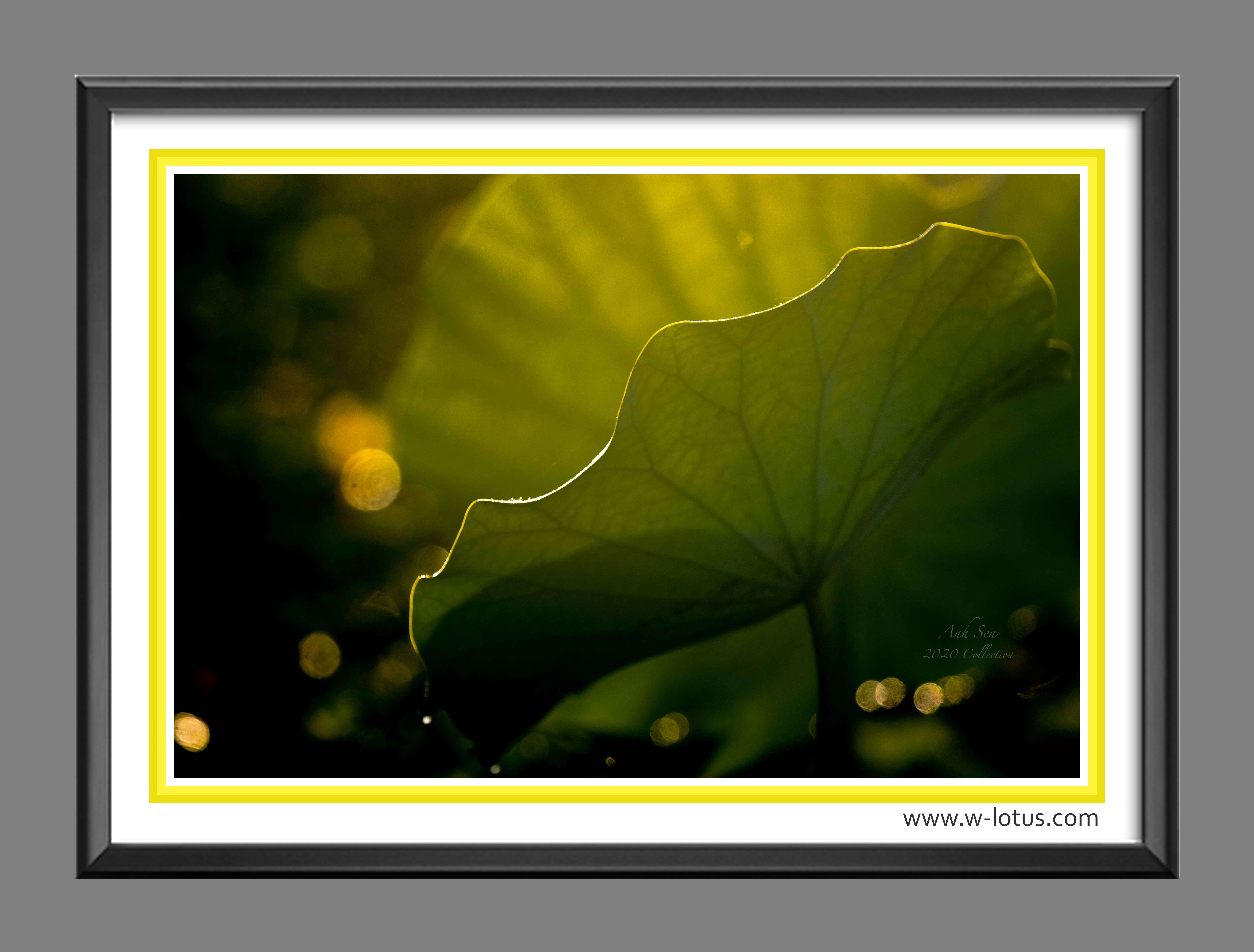 Tranh canvas hoa Sen treo phòng khách ST-00535