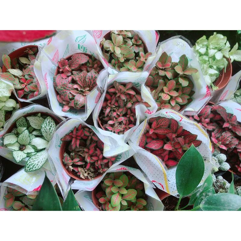 Cây Cẩm Nhung