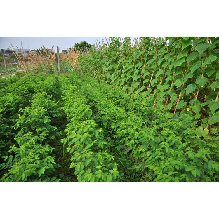 Hạt giống rau ngót, bồ ngót, năng suất cao dễ trồng dễ chăm sóc, nhanh thu hoạch