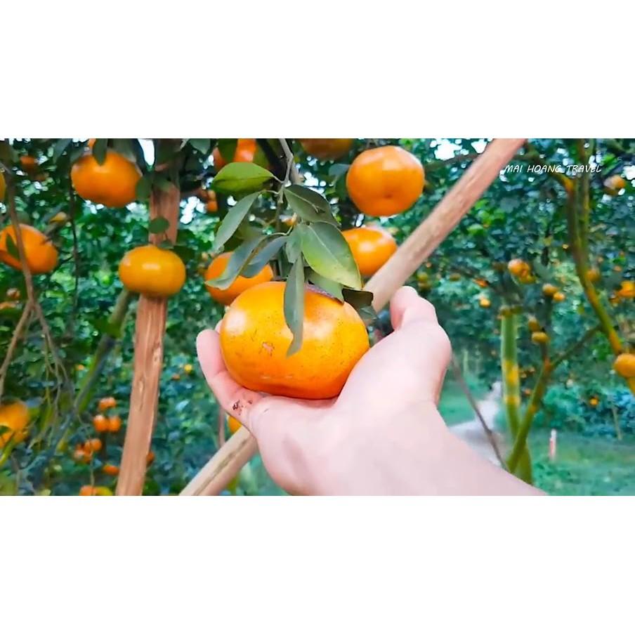 Cây giống Quýt Mỹ lùn siêu trái. .