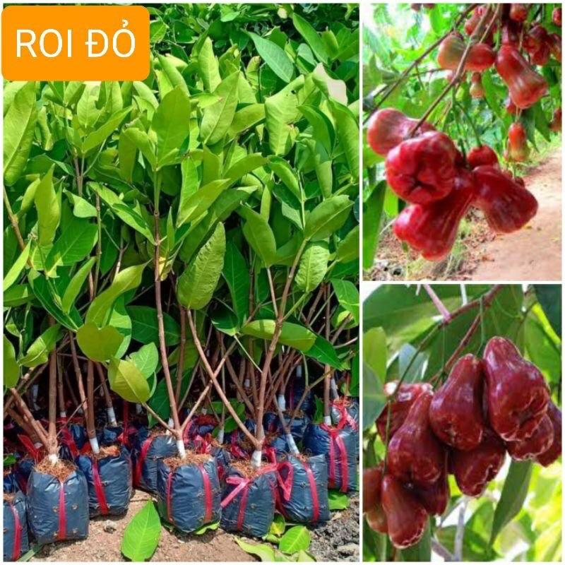 Roi đỏ an phước giống