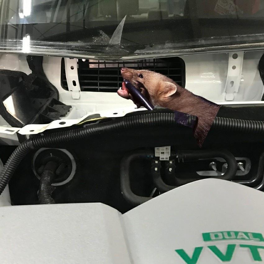 Lưới chống chuột ô tô Toyota Vios,Yaris Tấm chắn chuột khoang lái Vios, Yaris chuẩn xe đẹp bền vĩnh viễn