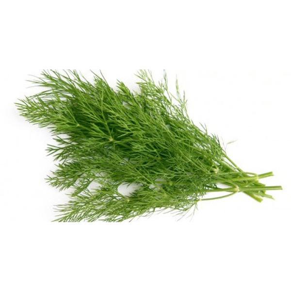 Hạt giống Thì là bốn mùa