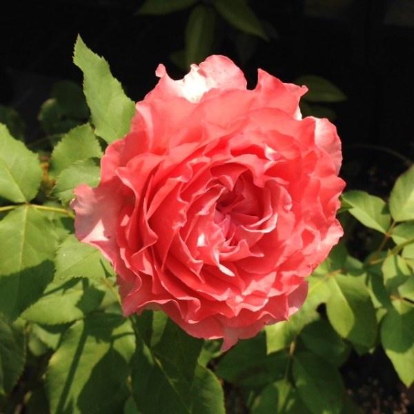 Hoa hồng ngoại Corora Rose xinh xắn