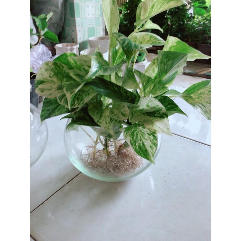 Chậu Cây Trầu Bà Sữa Thuỷ Sinh