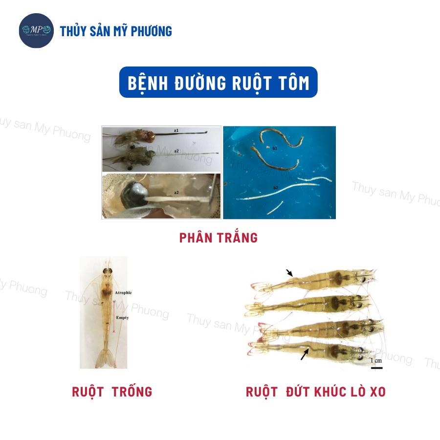 Ks đường ruột trống lò xo phân trắng ký sinh trùng Scanviron xuất huyết sình bụng không tiêu tôm thẻ cá lươn ếch ốc baba