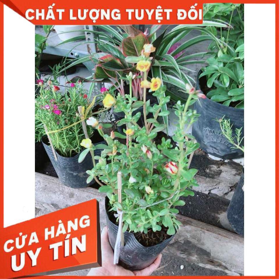 Hoa mười giờ mỹ Nhiều Người Mua