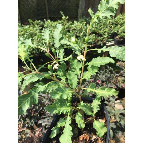 Cây ổi đuôi phụng ruột vàng