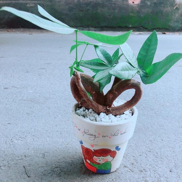 Chậu Kim Ngân Nơ