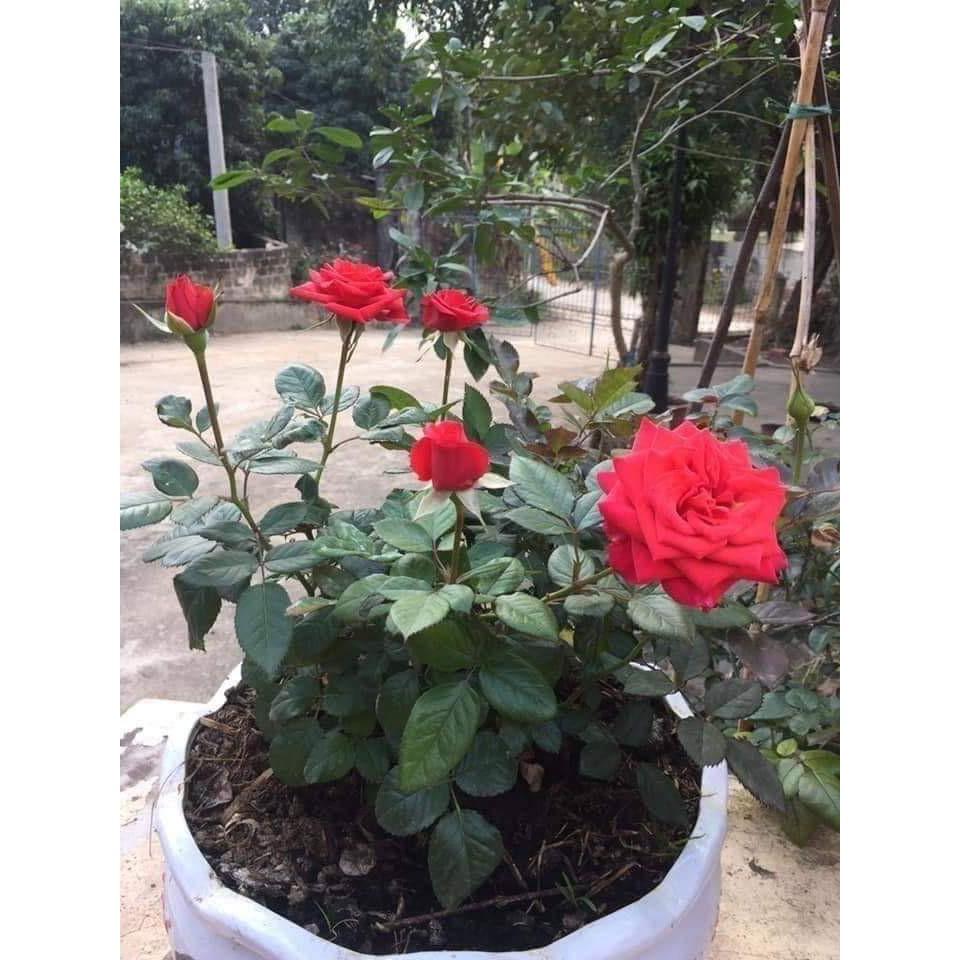 GỐC HỒNG LEO ,HỒNG BỤI GỐC TO RỄ KHỎE ĐÃ KÍCH RỄ KÍCH MẦM