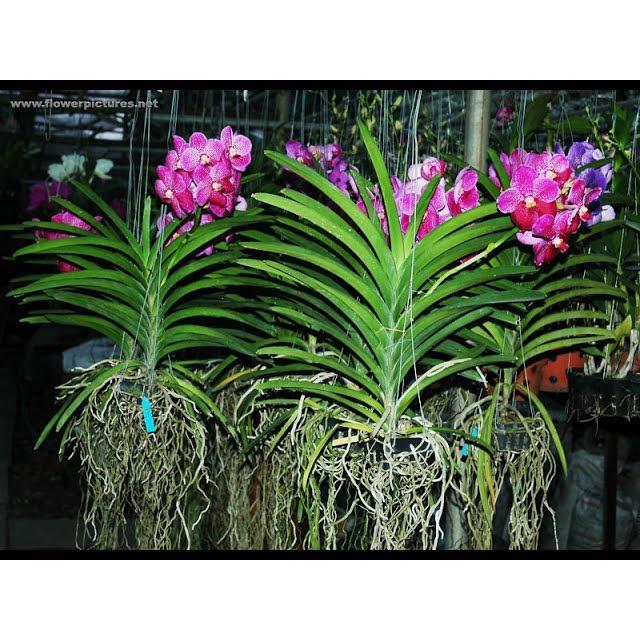 Cây giống lan vanda thái
