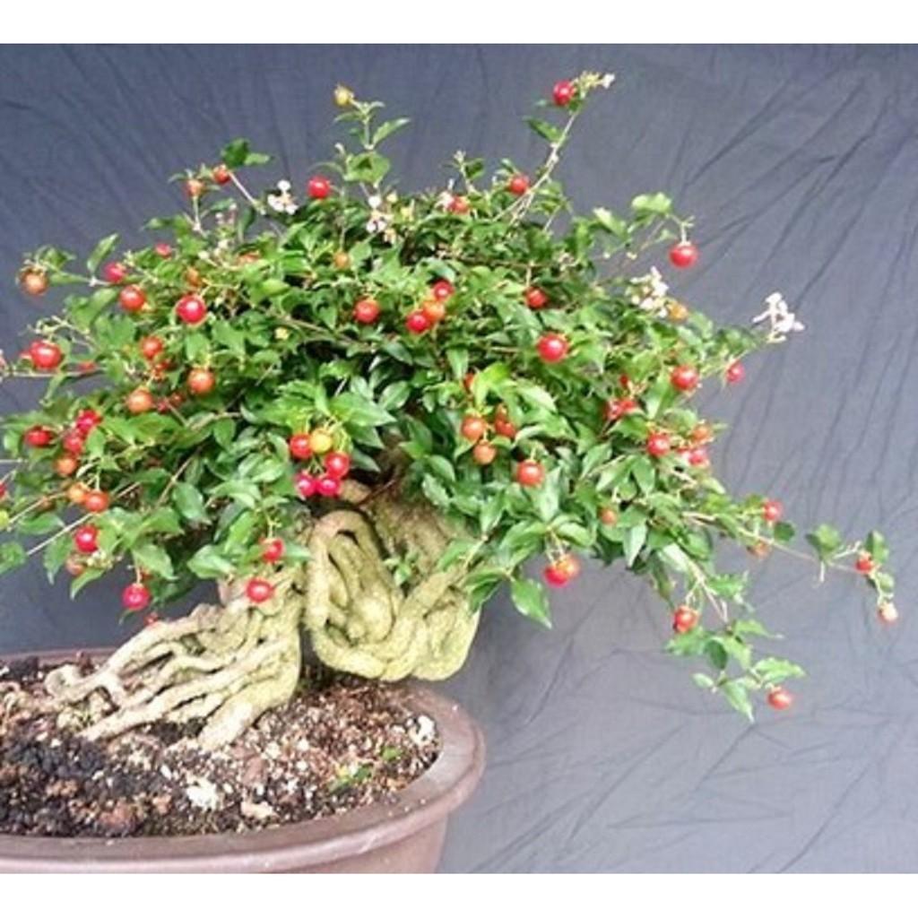 Combo 3 bầu Hồng ngọc mai bonsai , cây giống gửi đi nguyên bầu