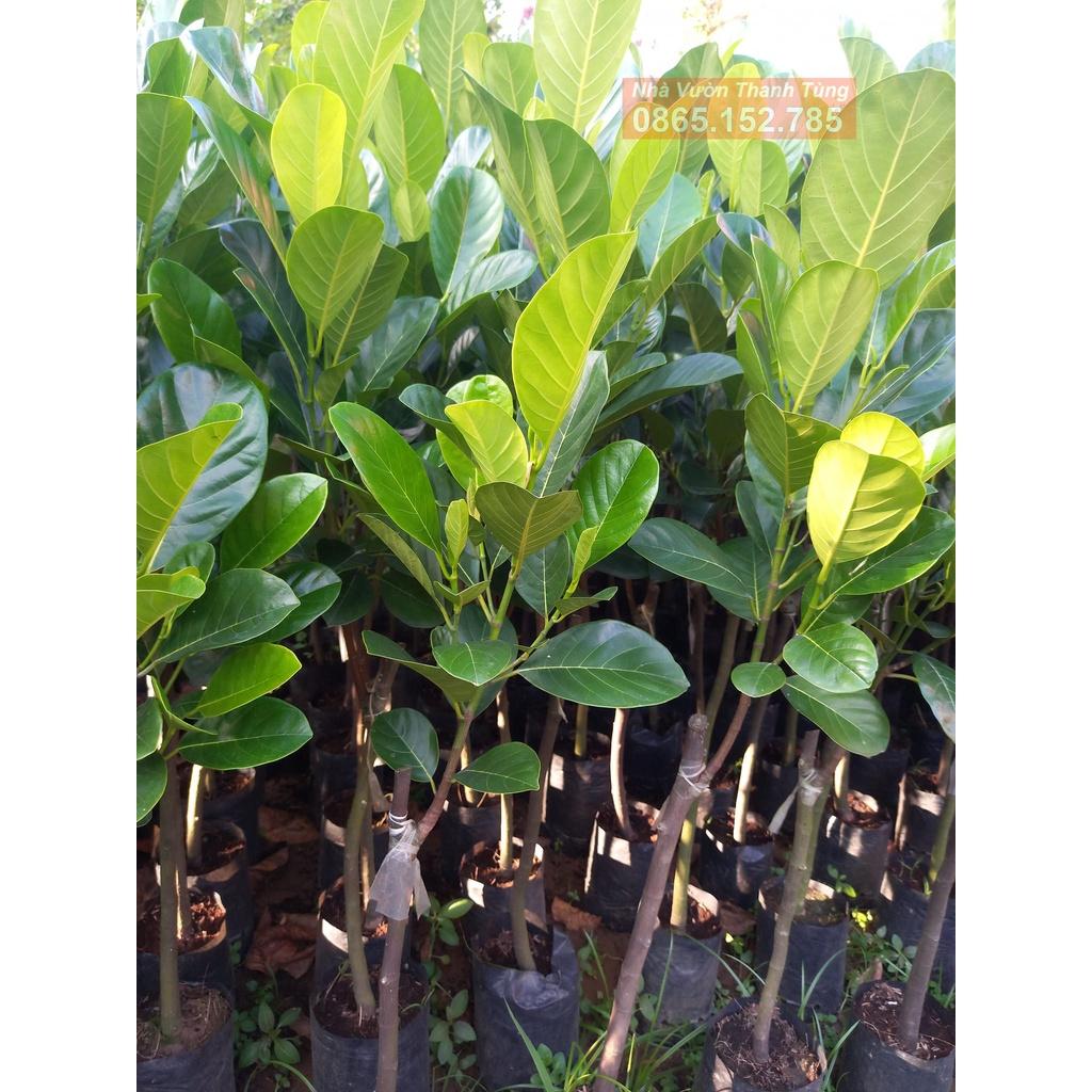 Cây giống mít mơ f1