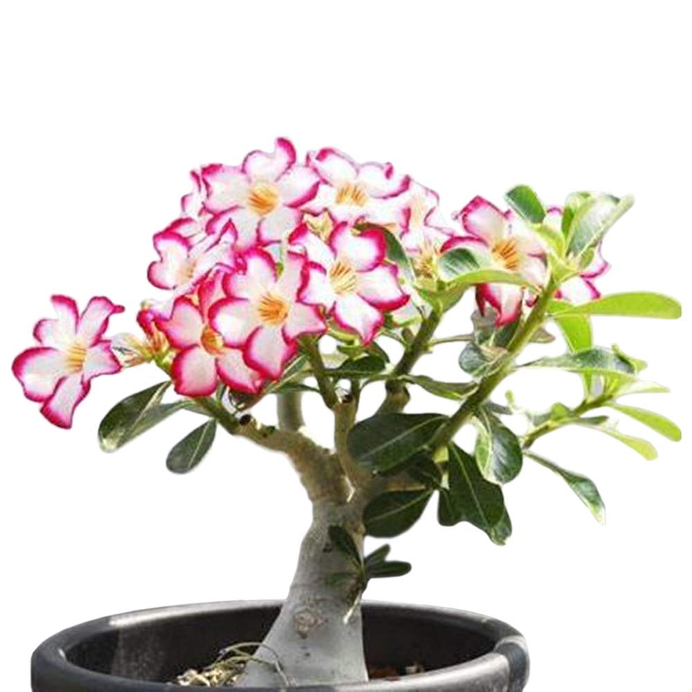 Bộ phân bón hữu cơ sinh học - dịch trùn quế tốt lá và kích thích ra hoa - Bio 01+04