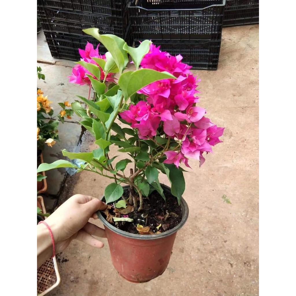 CÂY HOA GIẤY - CHẬU TO HOA SIÊU ĐẸP GIÁ RẺ