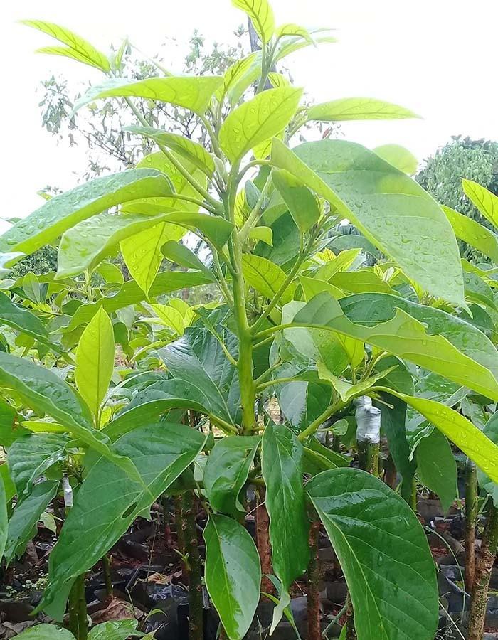 Cây giống BƠ 034 siêu quả - hàng cây giống CHUẨN F1