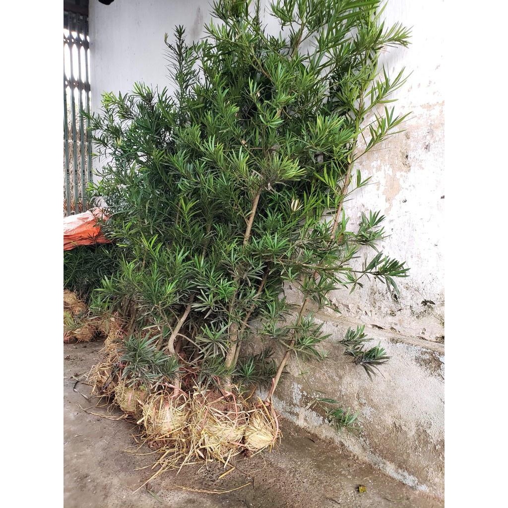 CÂY GIỐNG TÙNG LA HÁN - cao gần 1m