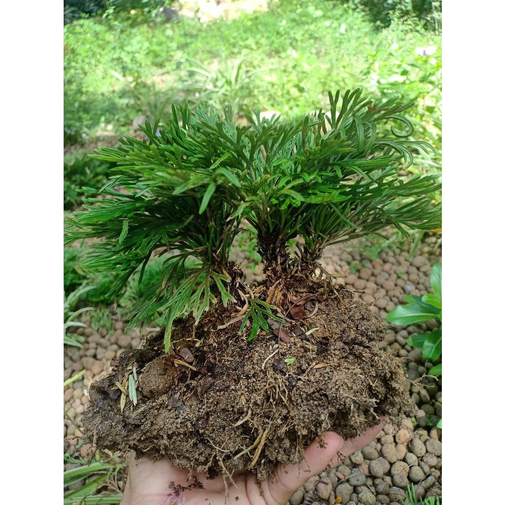 Cây trường sinh thảo