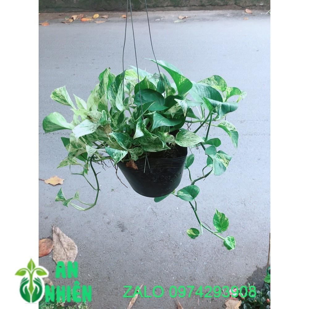 Chậu Trầu Bà Sữa Treo