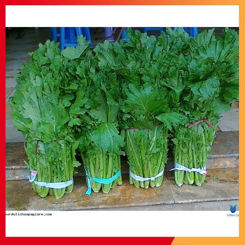 Combo 9 gói hạt giống rau cải ăn mầm