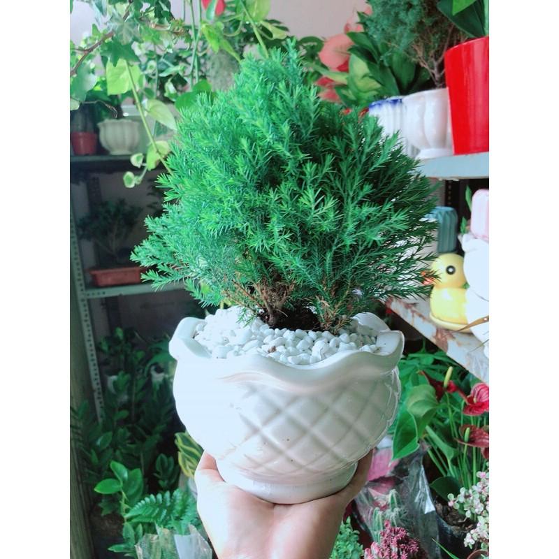 Chậu Tùng Bồng Lai