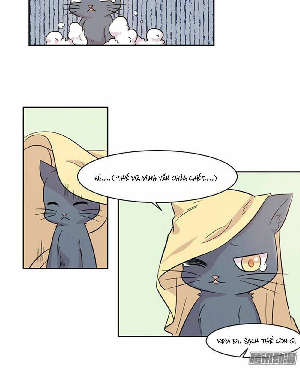 hai chú mèo totem chapter 17 17