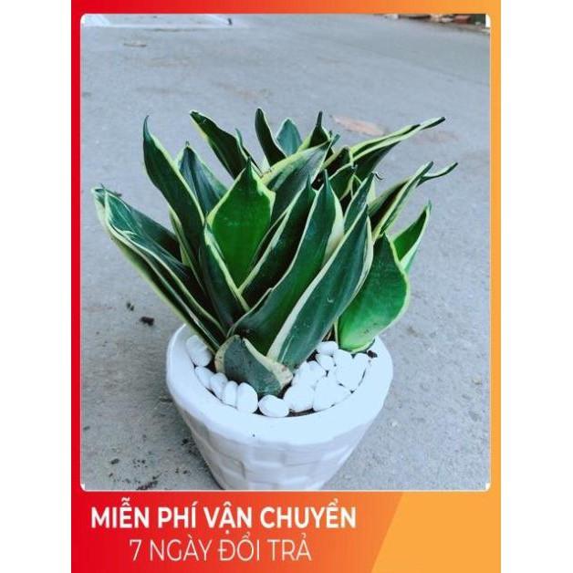 Chậu Lưỡi Hổ Thái
