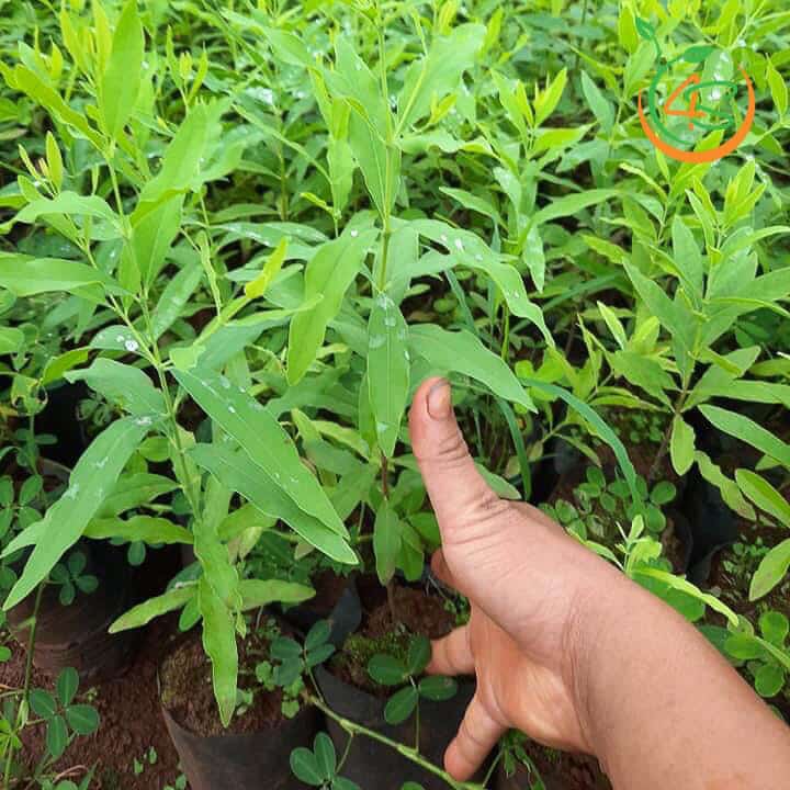 Cây giống đàn hương trắng ấn độ