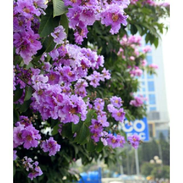 Hạt giống hoa bằng lăng tím ,hạt giống tốt-1 gói 30 hạt