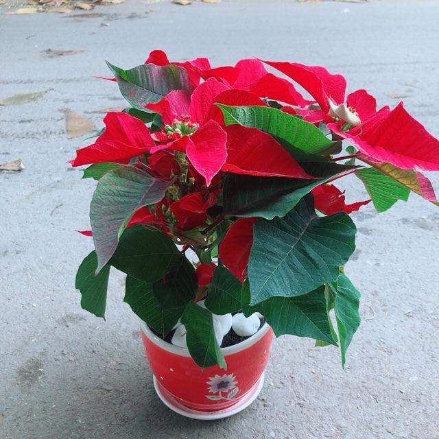 Chậu Cây Trạng Nguyên