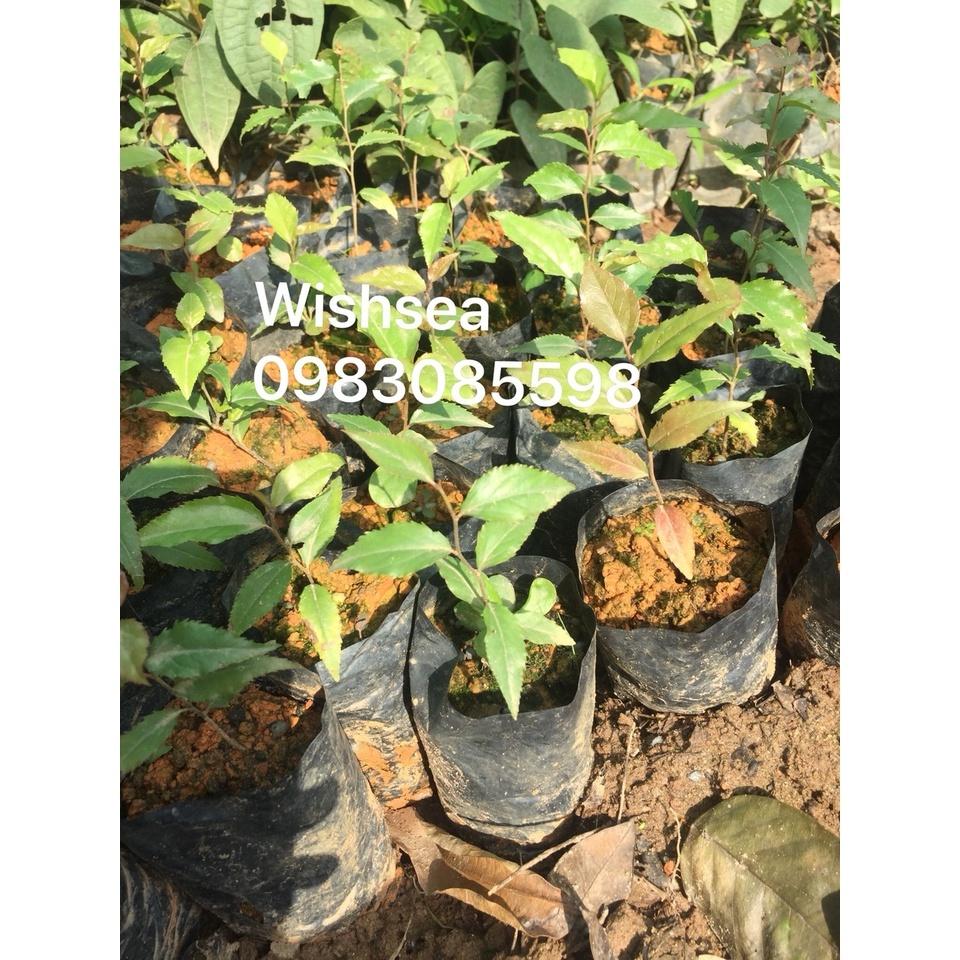 Cây hồng quân, mận quân, bồ quân