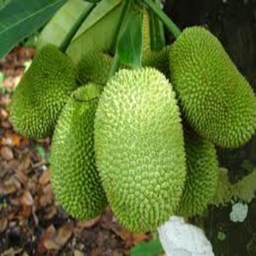 CÂY GIỐNG MÍT TỐ NỮ